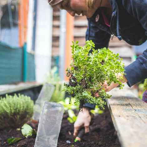 8 X Tonkegel Bewässerung, Bewässerungshilfe Für Pflanzen, 1,5 L Flaschen, Gießhilfe, HxBxT: 17 X 5,5 X 5 Cm , Terrakotta – Bild 5