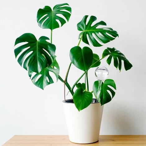 Relaxdays Bewässerungskugeln, 6er Set, Durstkugeln Für Pflanzen, 250 Ml, Kunststoff, Gießkugel, 28 X 8 Cm, Transparent – Bild 2